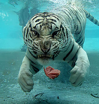 [underwater+tiger.jpg]