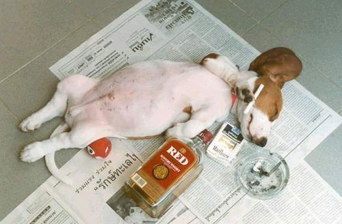 [Drunk+Dog.jpg]