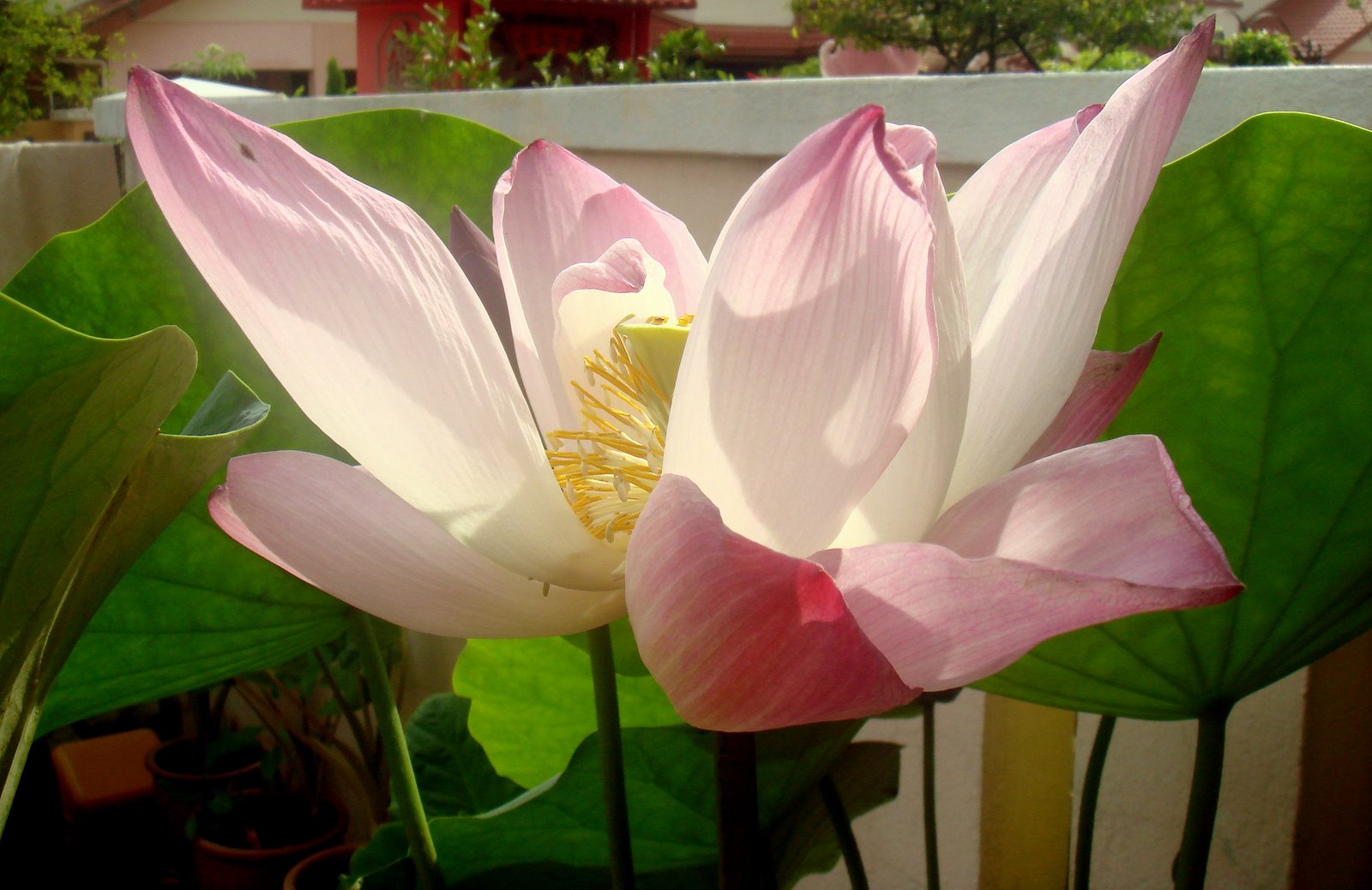 [lotus+morning.jpg]