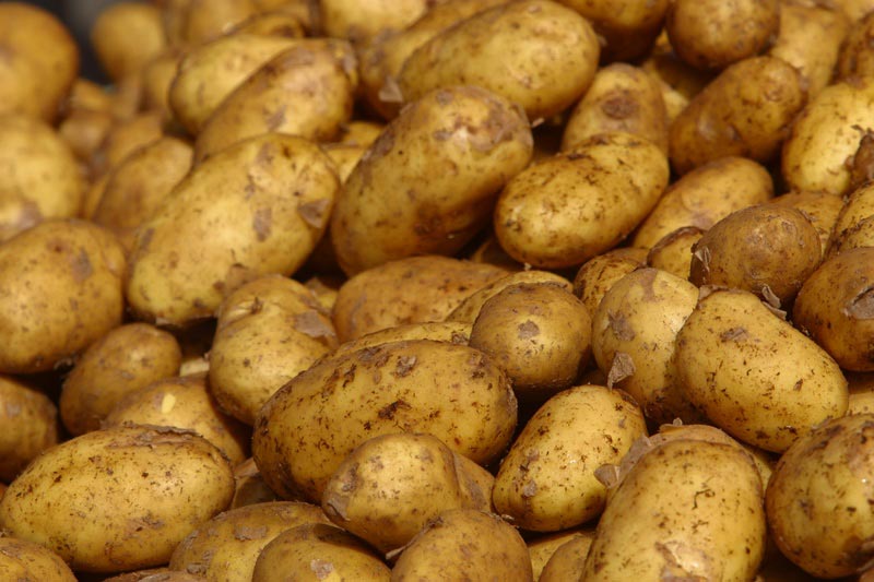 [potatoes-20060407-02.jpg]