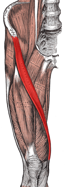 [209px-Sartorius_muscle.png]