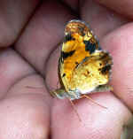 [8-28_canal_butterfly_on_hand_4_PS_RZ_small.jpg]