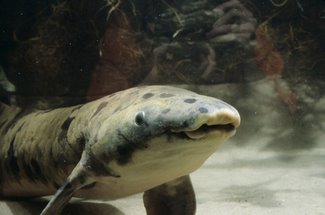 [Grandad+the+World's+Largest+Aquarium+Fish.jpg]