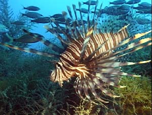 [lionfish-atlanticocean2.jpg]