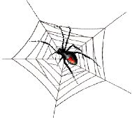 [spider.jpg]
