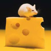 [mouse_on_cheese.jpg]
