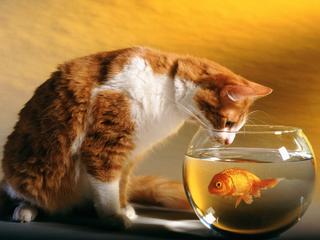 [Cat&FishBowl.jpg]