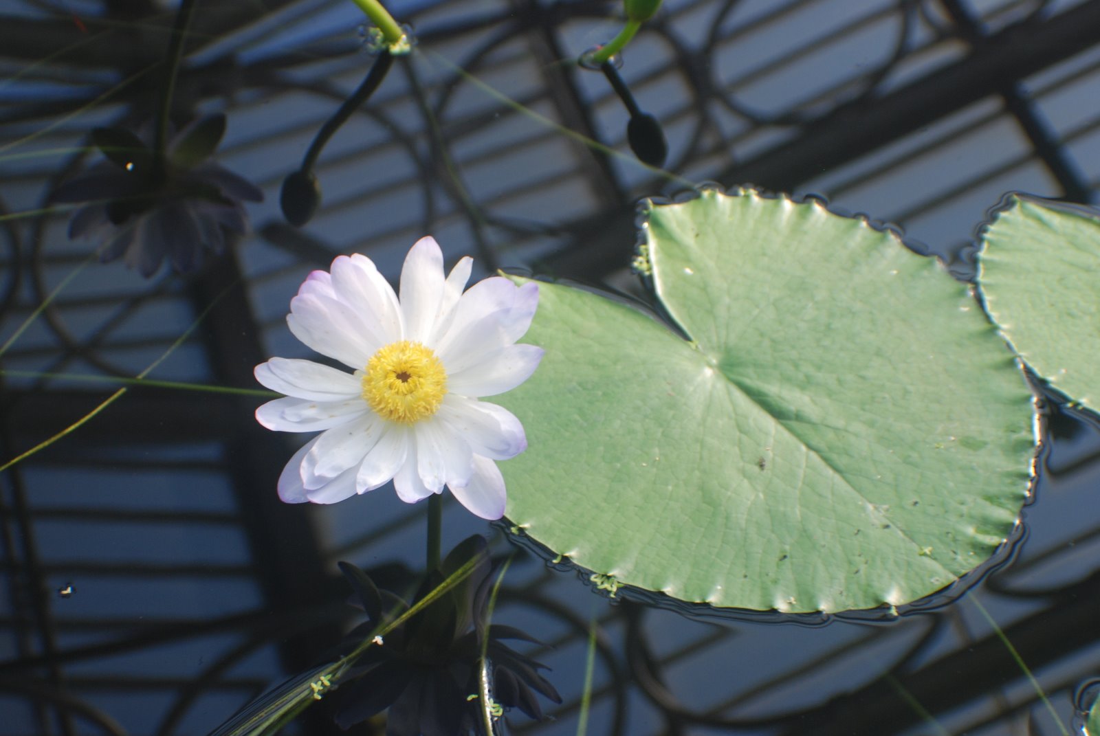[water+lily.JPG]