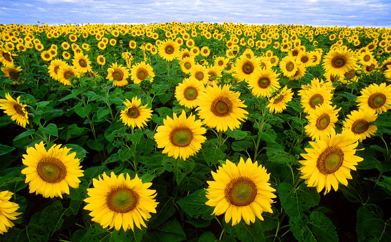 [Sunflowers.jpg]