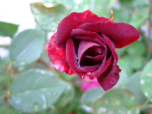[black-rose.JPG]
