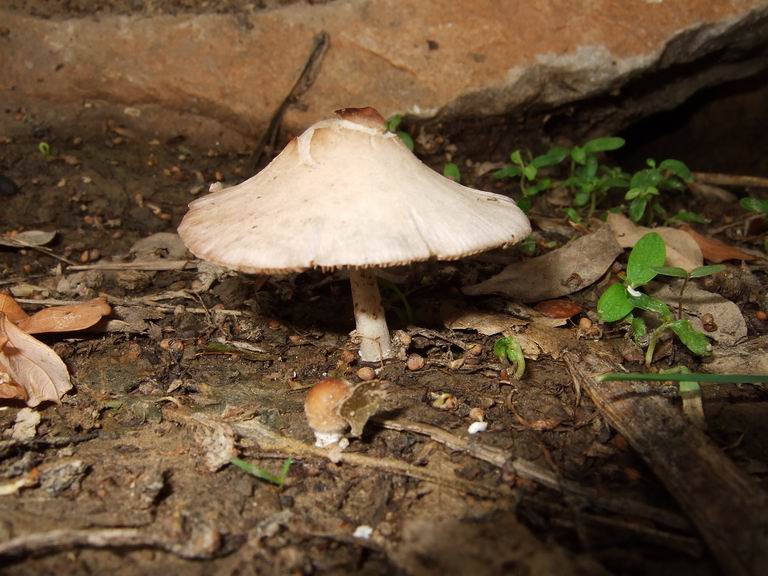 [wild-mushroom-+(6).JPG]