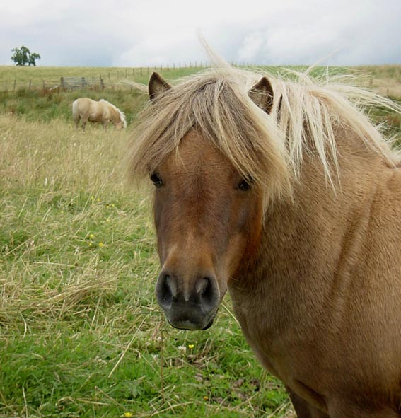 [Shetland+Pony.jpg]