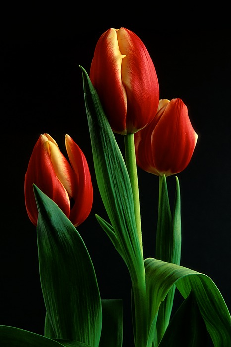 [tulip3_std.jpg]