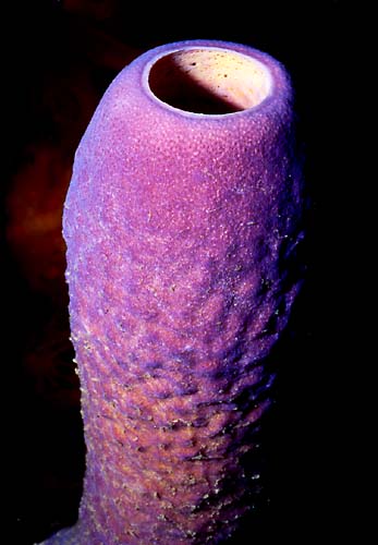 [bonaire-purple-tube-sponge.jpg]