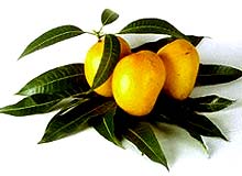 [national-fruit-mango.jpg]