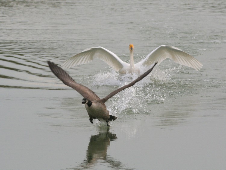 Whooper Swan & Canada Goose