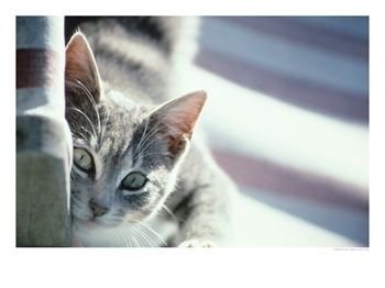 [Grey-Cat-Photographic-Print-C12197163.jpeg]