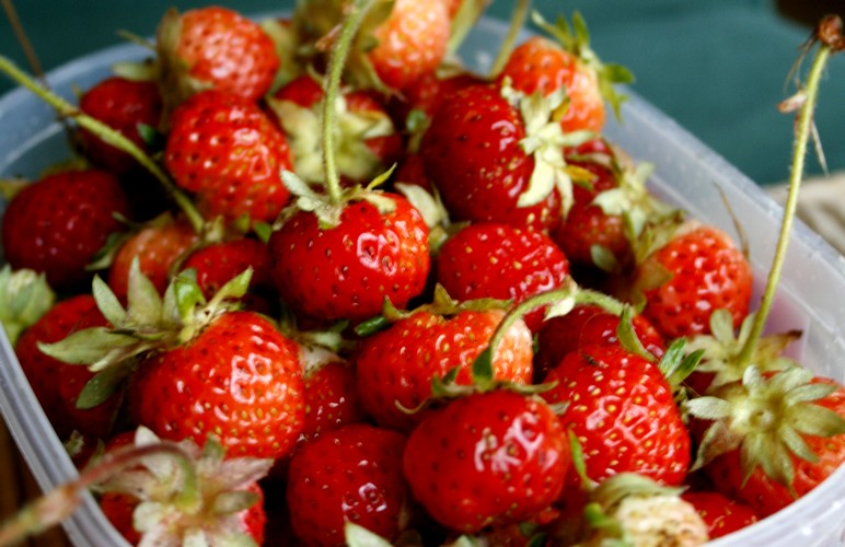 [strawberries.jpg]