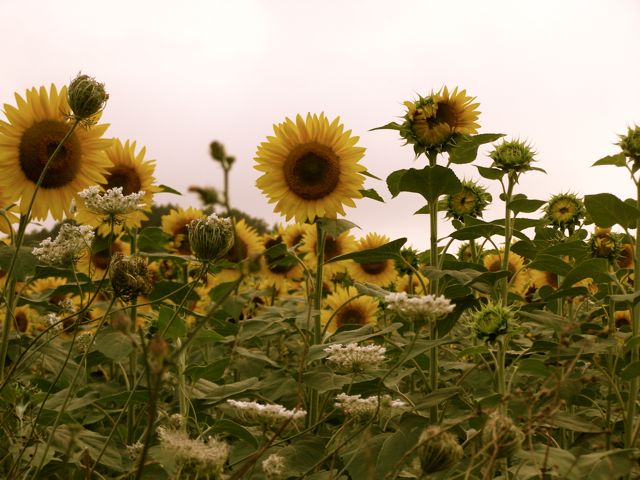 [sunflowers2.jpg]