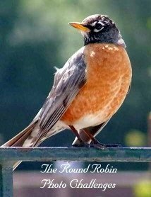[round+robin+photo+challenge+icon.jpg]
