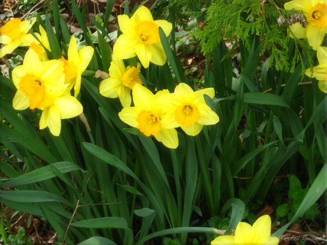 [daffodiles.jpg]