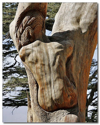 man's body carved int a tree