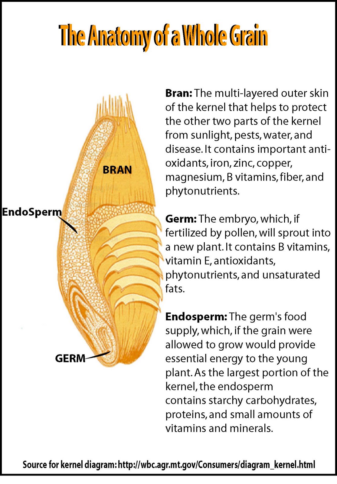 [Anatomy+of+A+Whole+Grain.jpg]