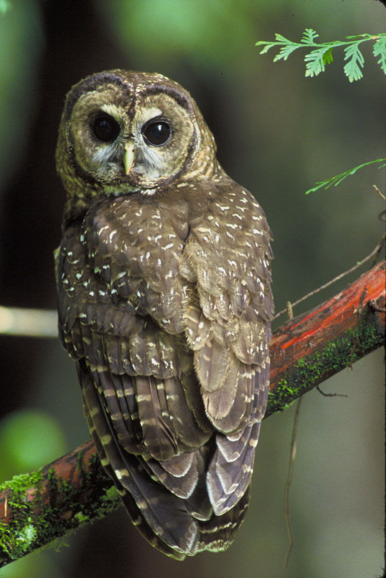[Northern Spotted Owl.jpg]