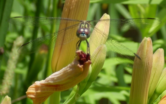 [G-+dragonfly+-+closeup.jpg]