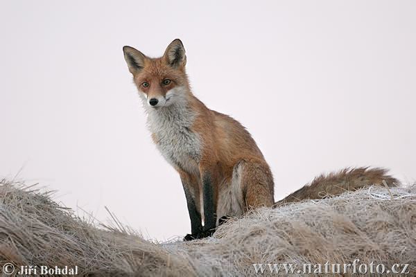 [fox-7594.jpg]