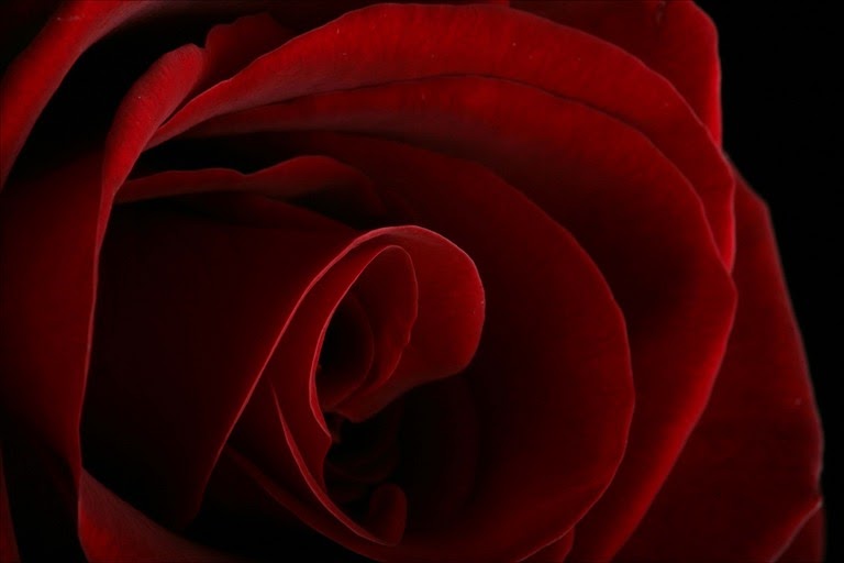 [red-rose.jpg]