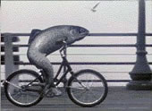 [fish-bicycle.jpg]