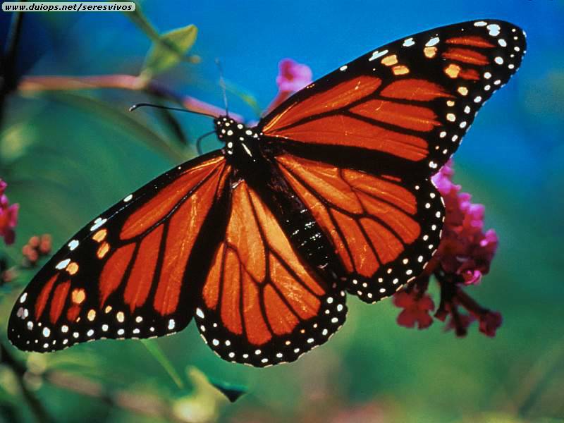 [Monarch Butterflies.jpg]