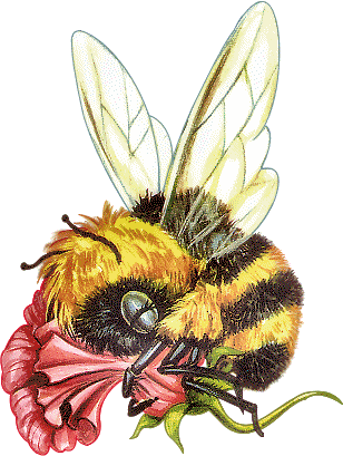 [abeille1.gif]