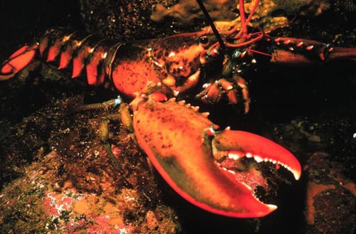 [Lobster.jpg]