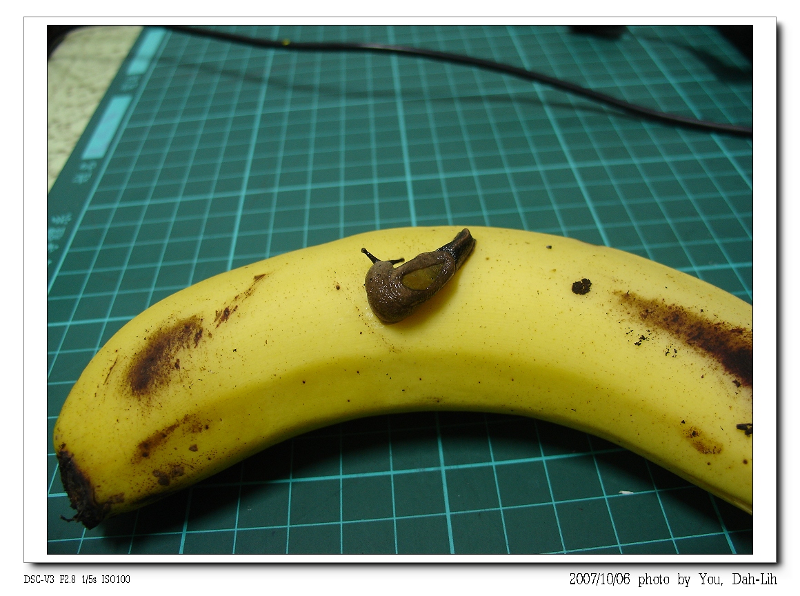 [DSC09943_Banana.jpg]