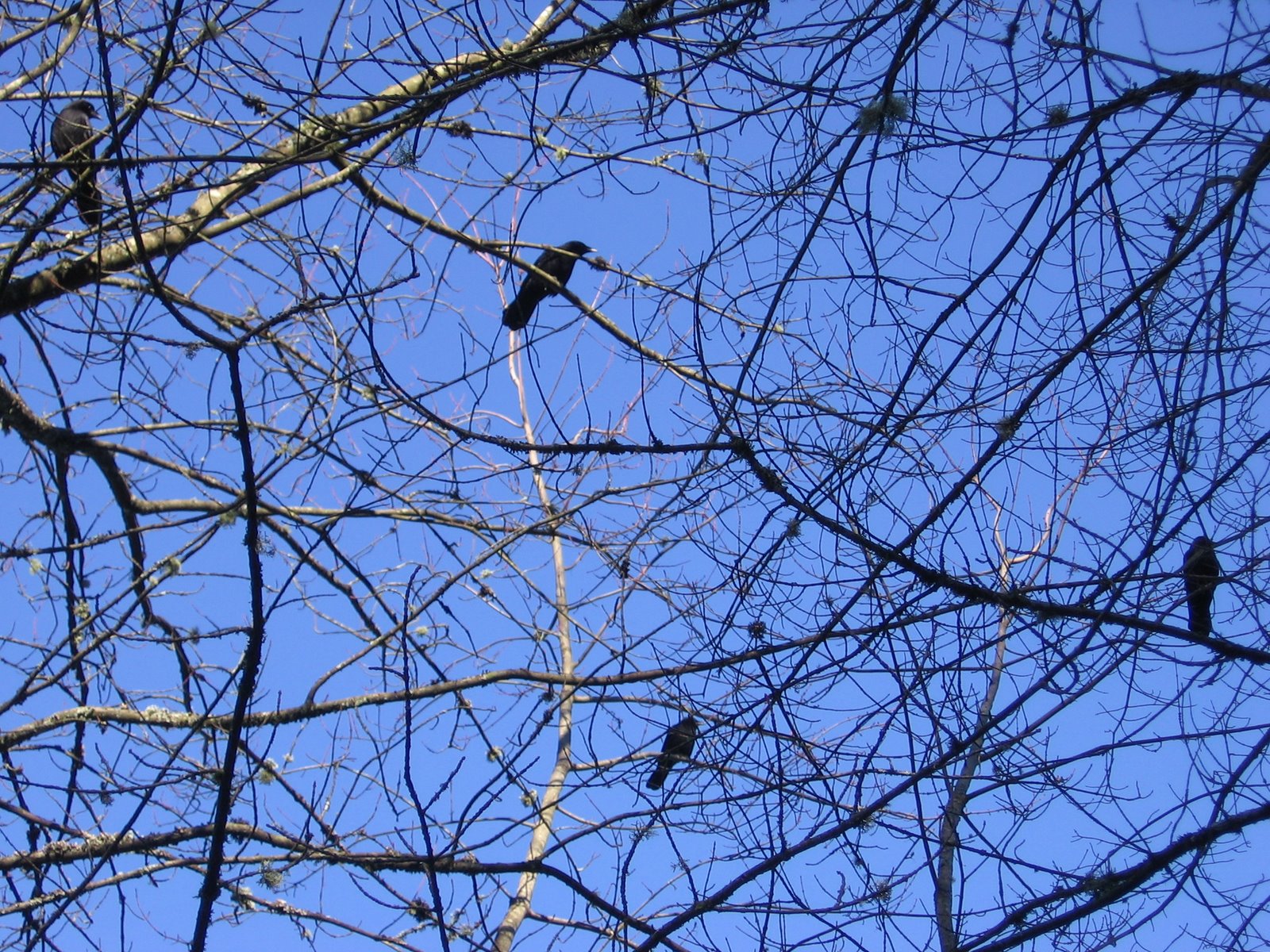 [crows+in+tree.JPG]