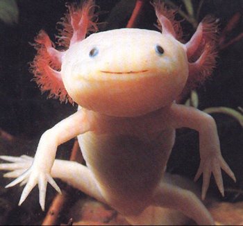 [axolotl.bmp]
