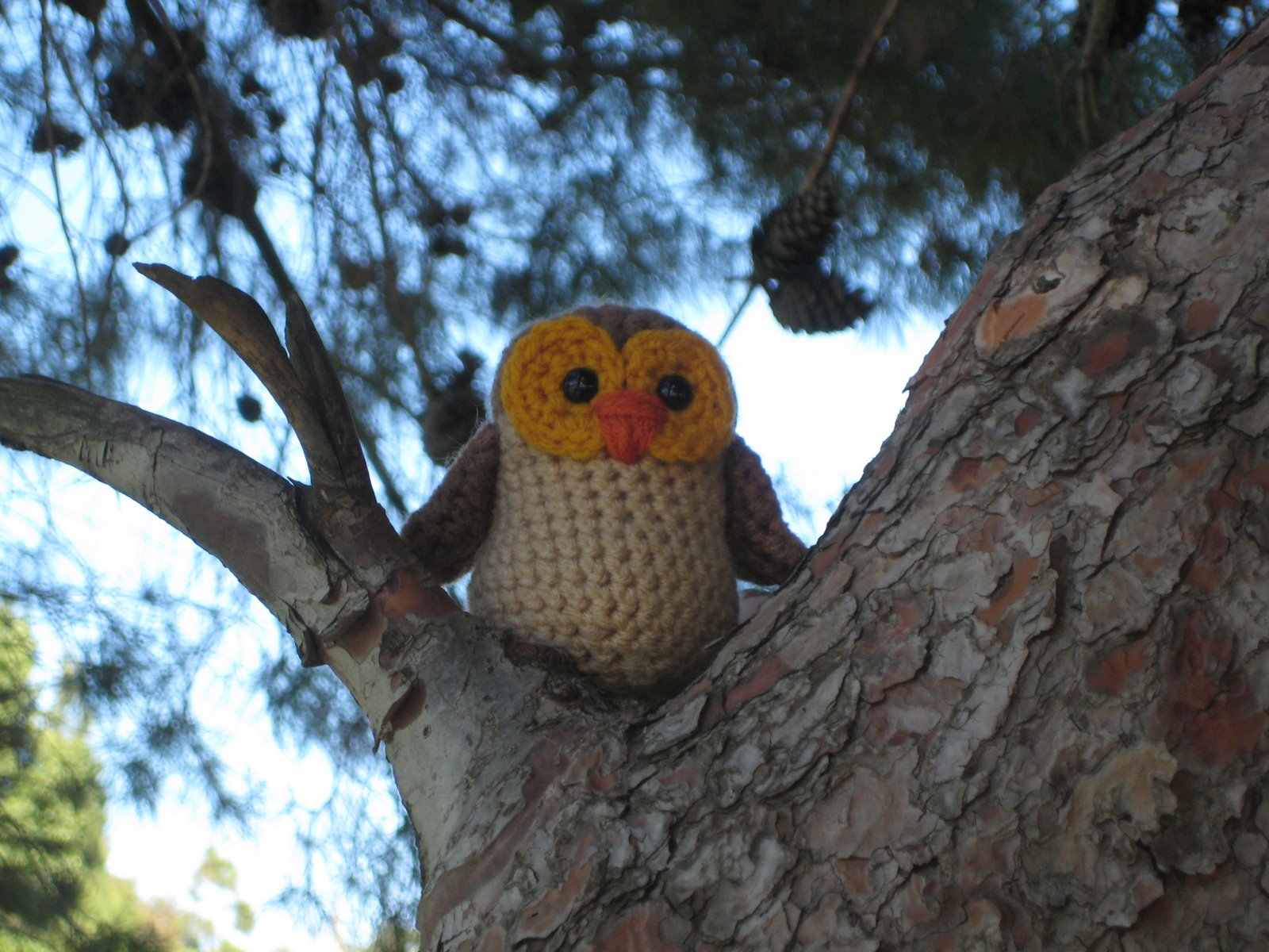 [Owl+on+tree.JPG]