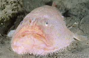 [deepwater-pink-anglerfish-antennarius-sp-~-Z98-296620.jpg]