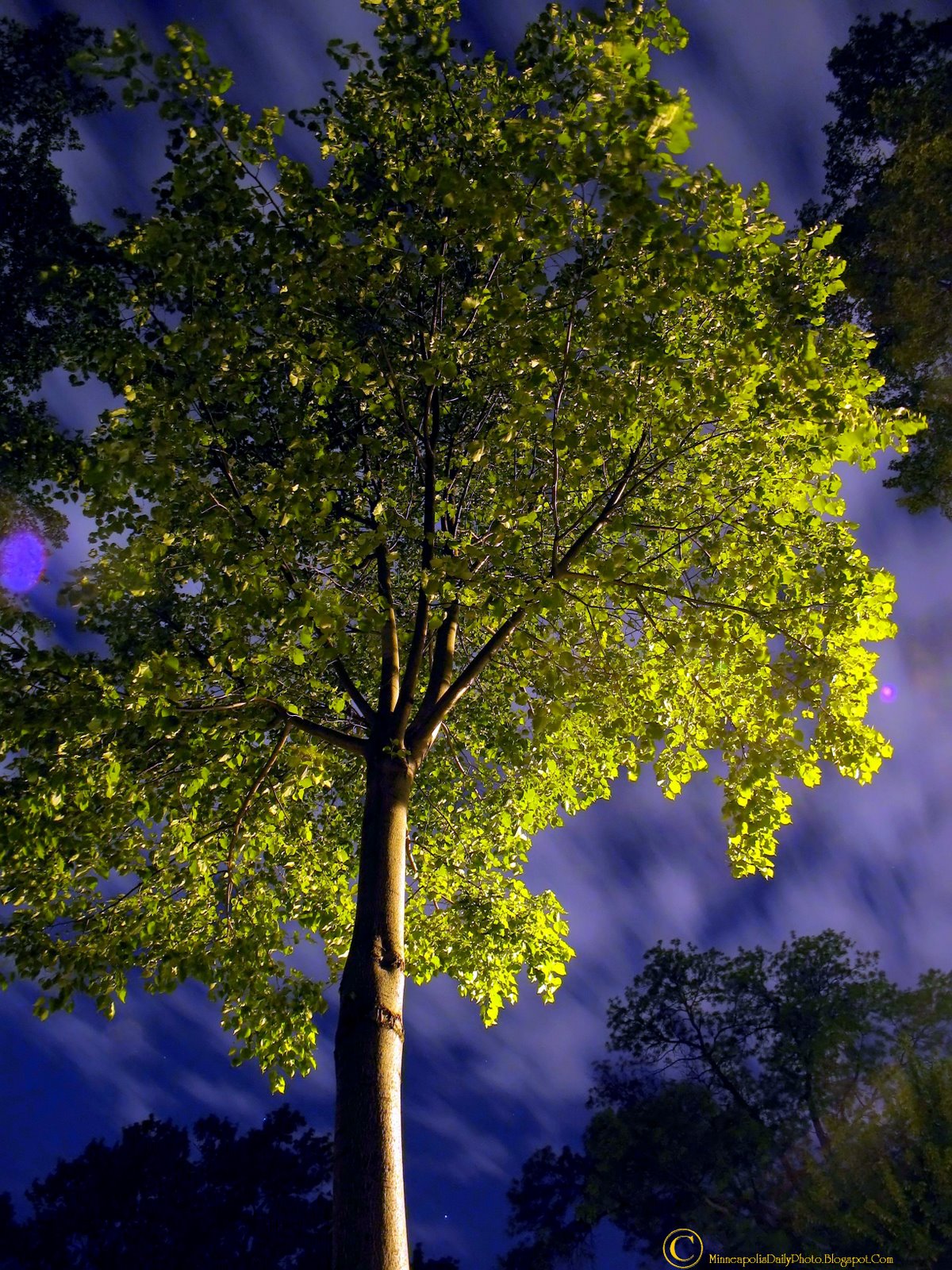 [tree+at+night.jpg]