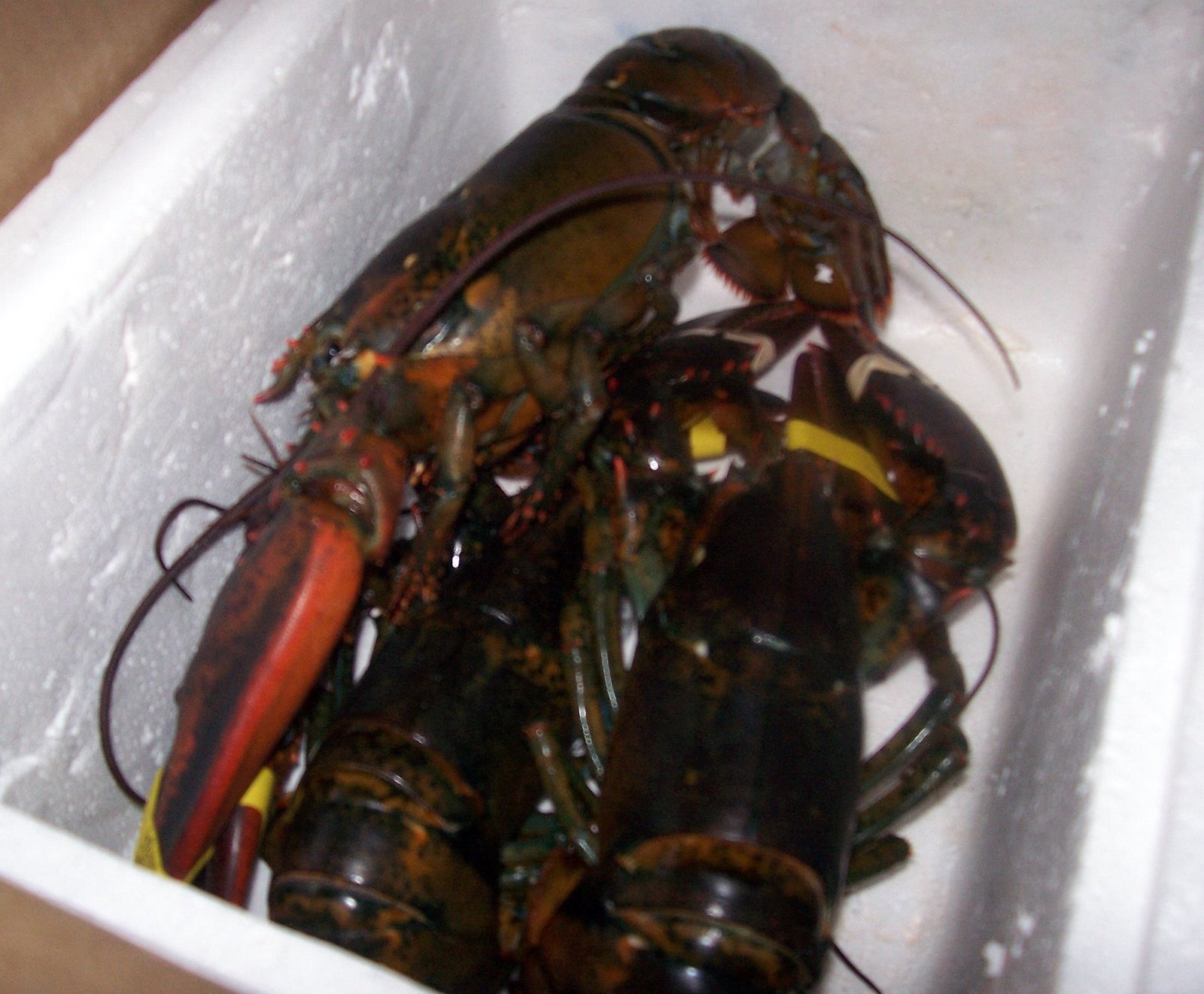 [Lobster1.jpg]