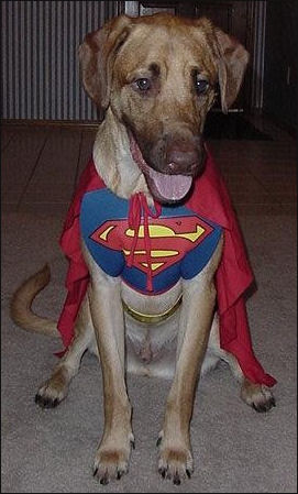 [Superdog.jpg]