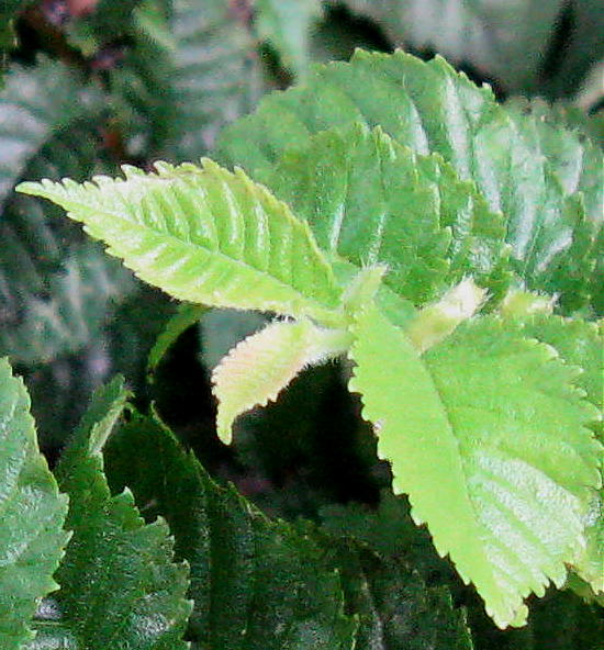 [June+26,+2008+green+leaf+day+10.JPG]