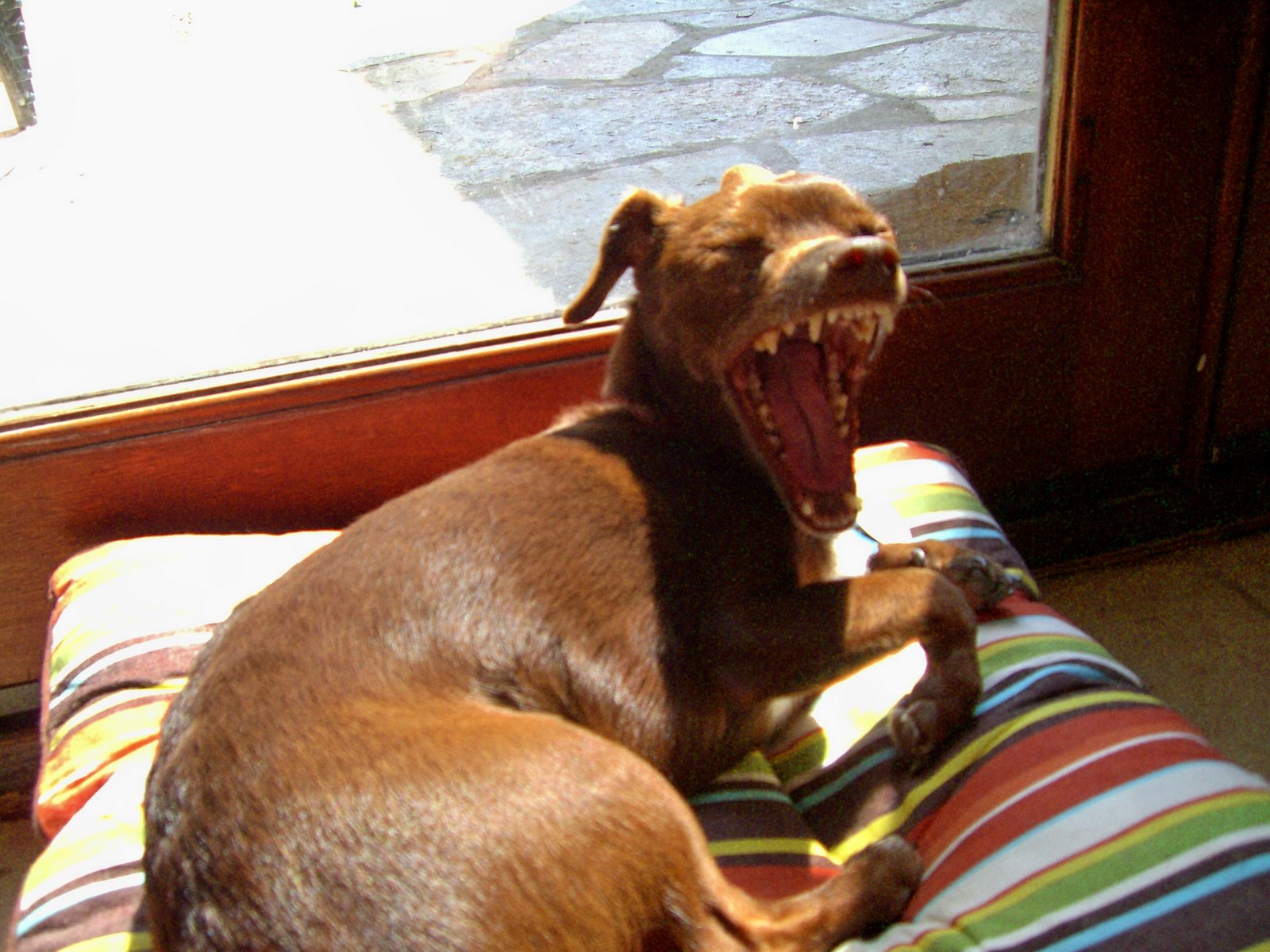 [fudge+yawn.jpg]