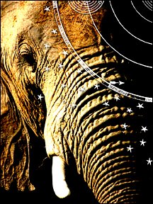 [Elephant+card.jpg]