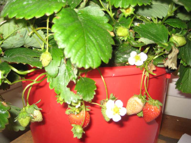 [strawberry+plant.jpg]