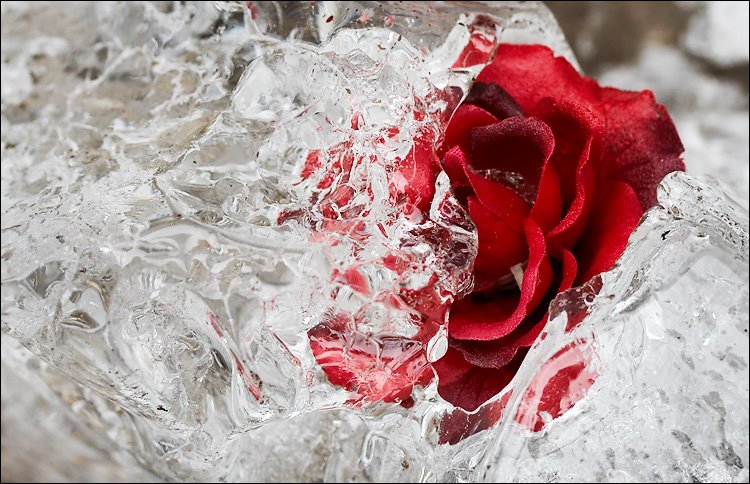 [red_rose_broken_ice_01.jpg]