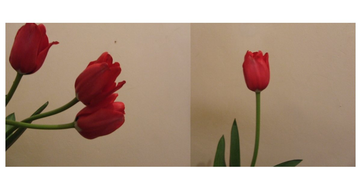 [tulipan3.jpg]