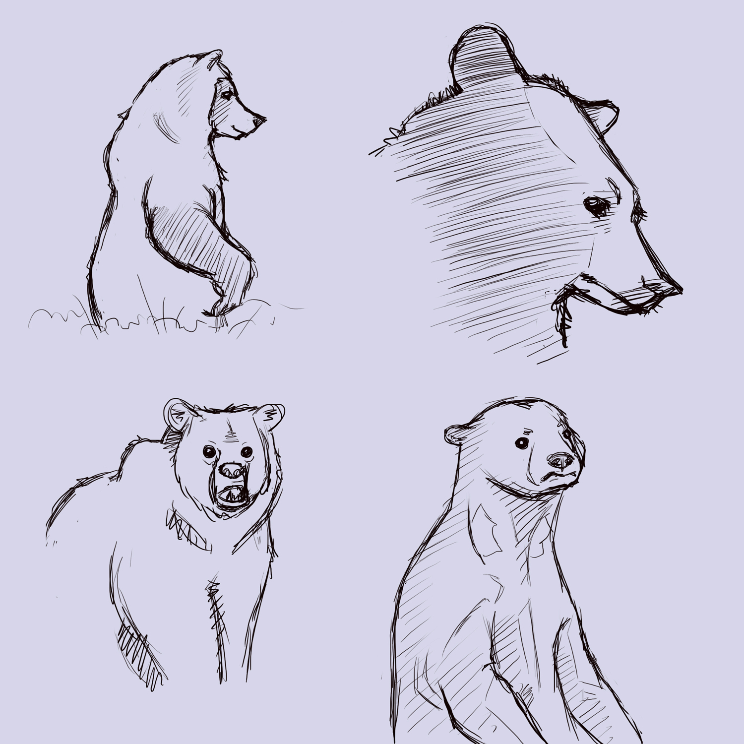 [bear+study.jpg]